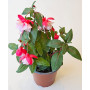 Fucsia