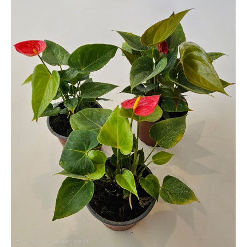 Anthurium Andreanum