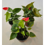 Anthurium Andreanum