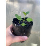 verbena bonariensis