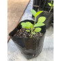 verbena bonariensis