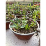 Suculenta con Sedum