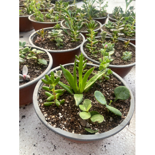 Suculenta con Sedum