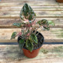 Peperomisa caperata Rosada Pink Lady