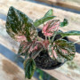 Peperomia caperata Rosada Pink Lady