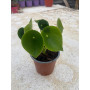Cucharita