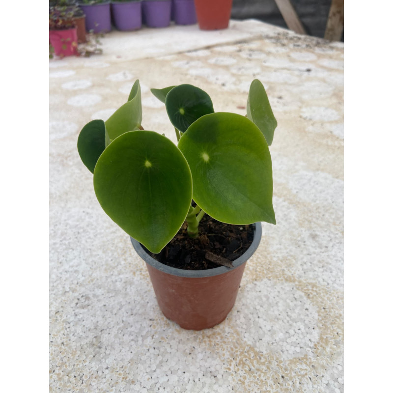 Cucharita