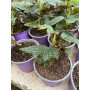Begonia alas de angel