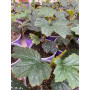 Begonia alas de angel