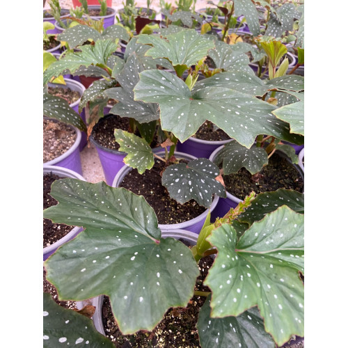 Begonia alas de angel