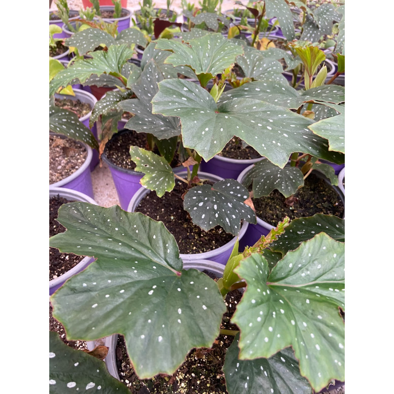 Begonia alas de angel