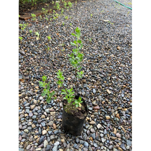 Vautro / Baccharis concava