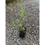 Vautro / Baccharis concava