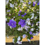 Diamelo Planta de Exterior 50 a 60 cm Planta Ornamental para Jardín
