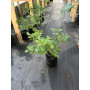 Diamelo Planta de Exterior 50 a 60 cm Planta Ornamental para Jardín
