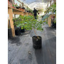 Diamelo Planta de Exterior 50 a 60 cm Planta Ornamental para Jardín