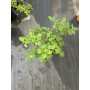 Diamelo Planta de Exterior 50 a 60 cm Planta Ornamental para Jardín