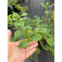 Diamelo Planta de Exterior 50 a 60 cm Planta Ornamental para Jardín