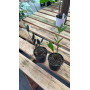 Zamioculca Raven y Zamioculca Zamifolia