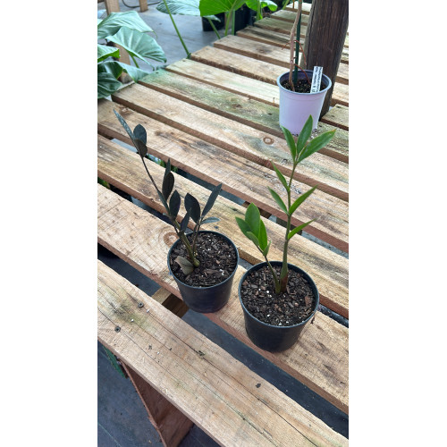 Zamioculca Raven y Zamioculca Zamifolia