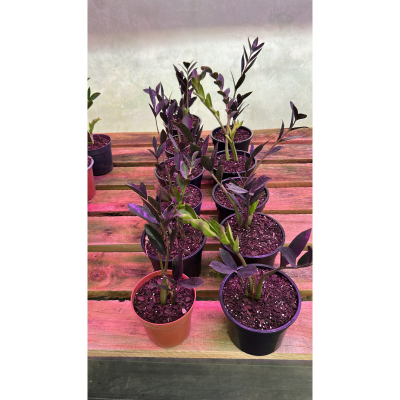 Zamioculca Raven y Zamioculca Zamifolia
