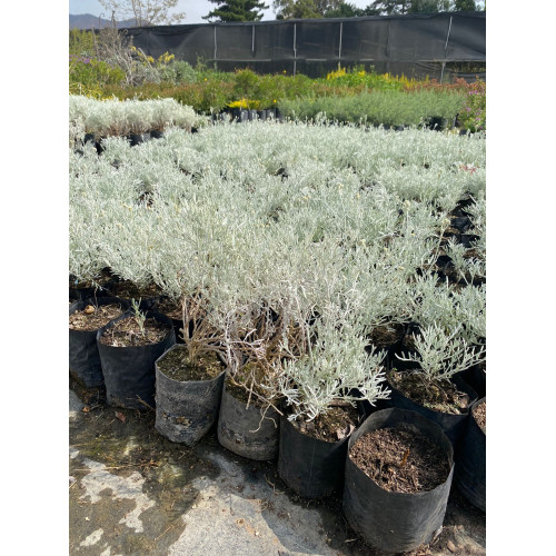 Planta Maritima