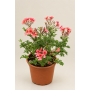 Pelargonio enano