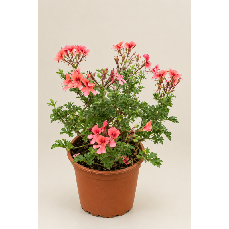 Pelargonio enano