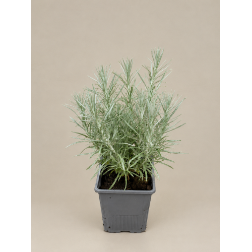 Planta Curry (Helichrysum italicum)