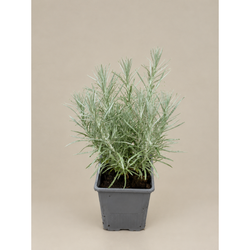 Planta Curry (Helichrysum italicum)