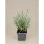 Planta Curry (Helichrysum italicum)