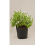 Phylica