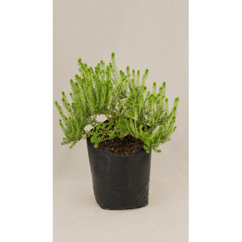Phylica
