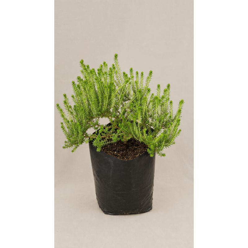 Phylica