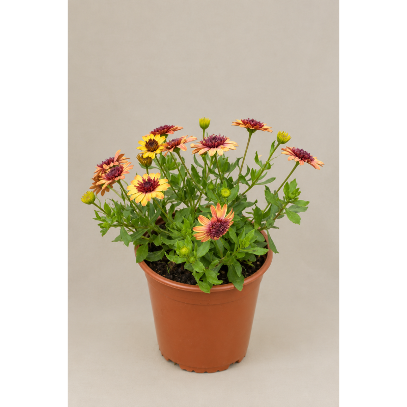 Osteospermum