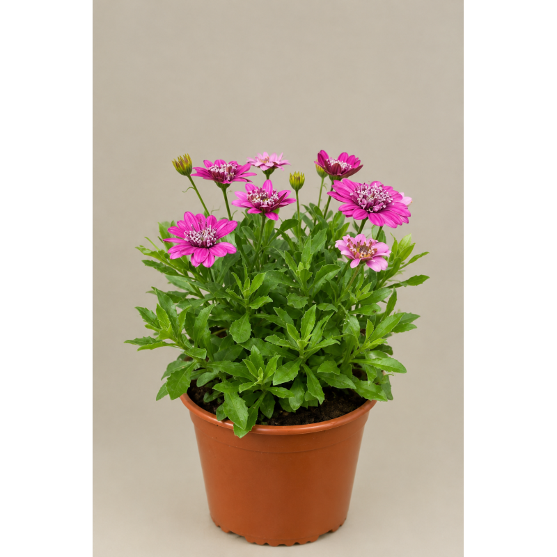 Osteospermum