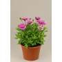 Osteospermum