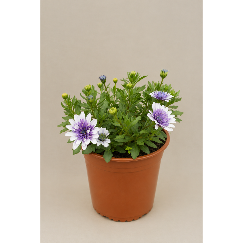Osteospermum