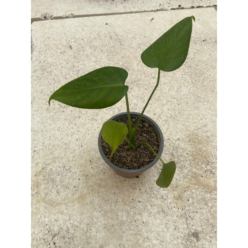 Monstera Deliciosa