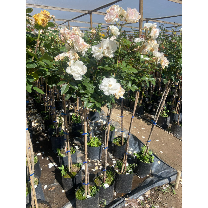 Rosa Pie Alto