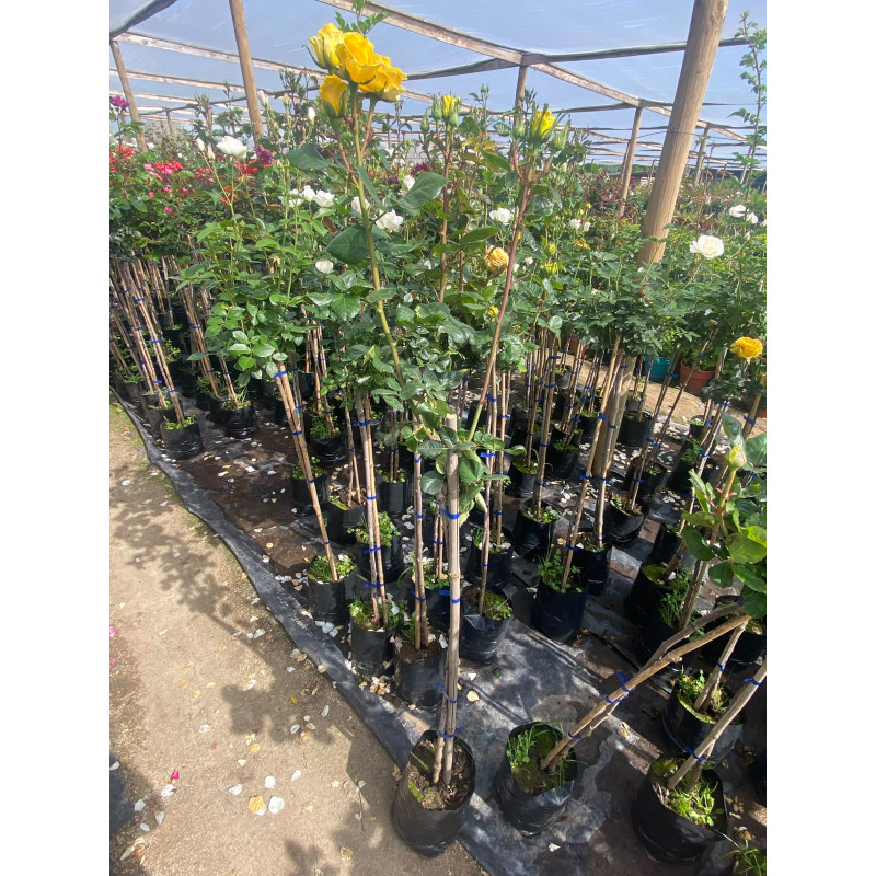 Rosa Pie Alto