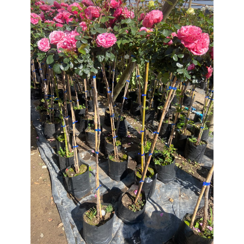 Rosa Pie Alto