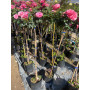 Rosa Pie Alto