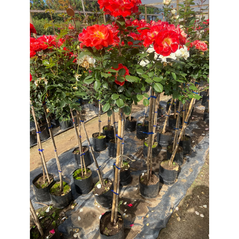 Rosa Pie Alto