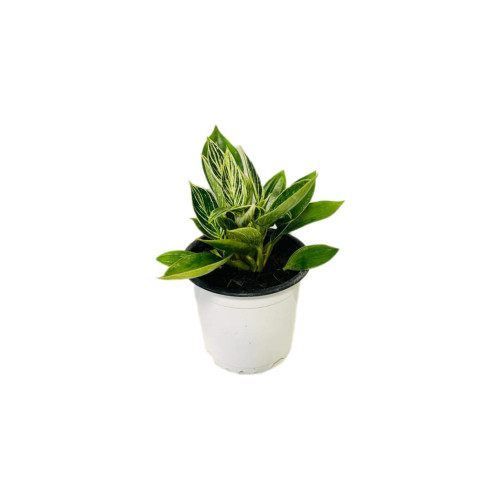 Philodendron Birkin