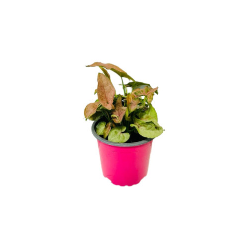 Singonio Rosado 