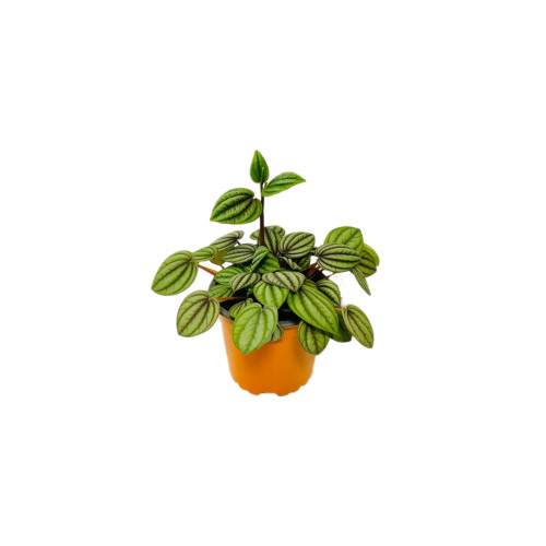 Peperomia Piccolo Banda