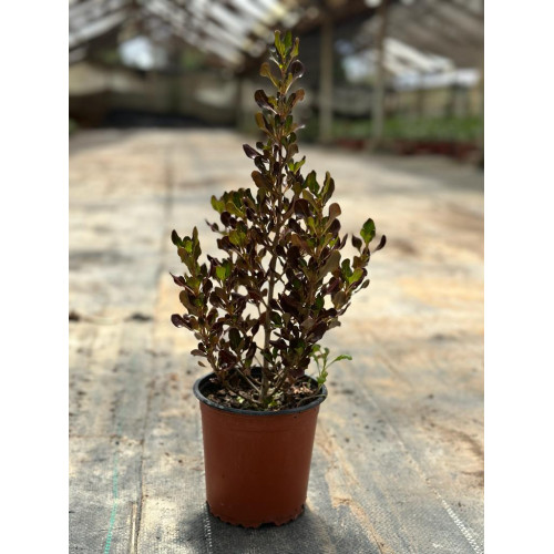 Coprosma Rojo