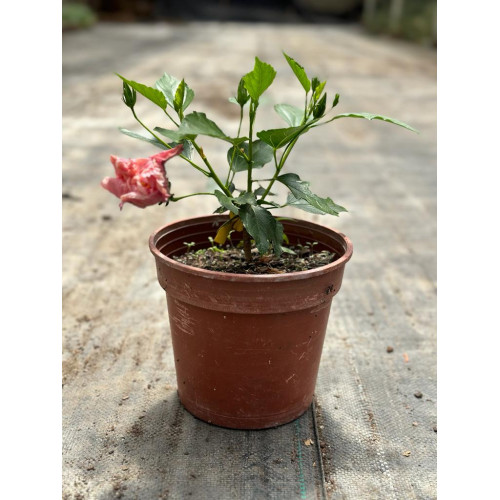 Hibisco