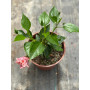 Hibisco